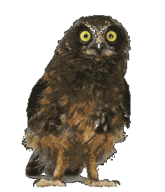 Owl